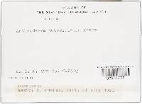 Media resource of Arthroderma tuberculatum