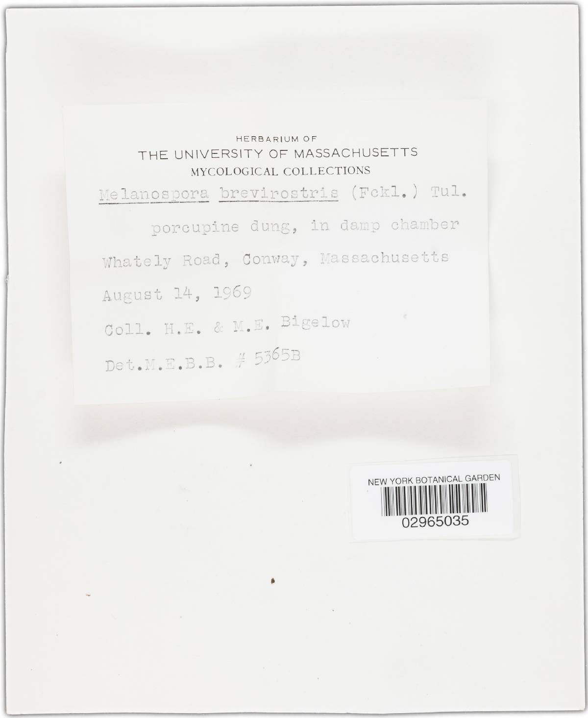 Melanospora brevirostris image