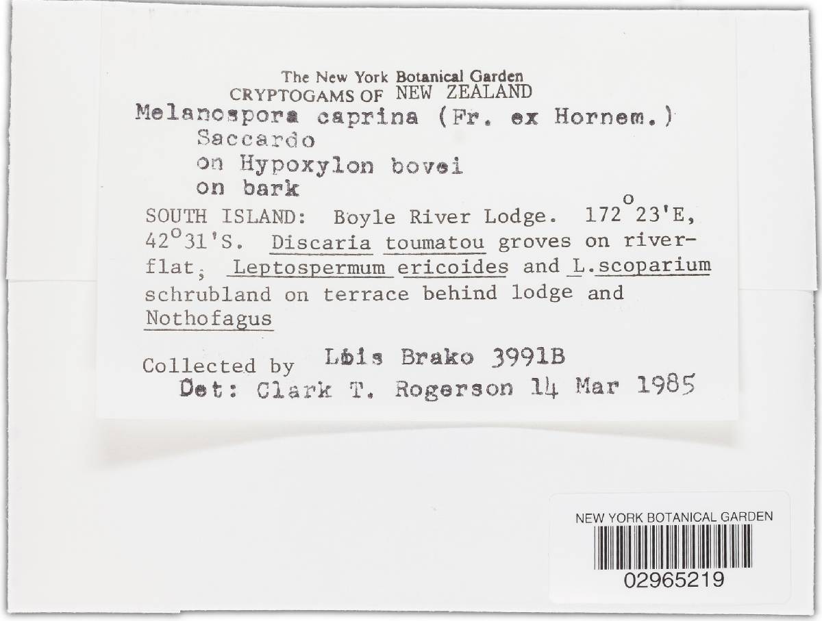 Melanospora caprina image