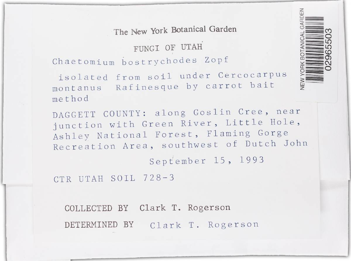 Chaetomium bostrychodes image