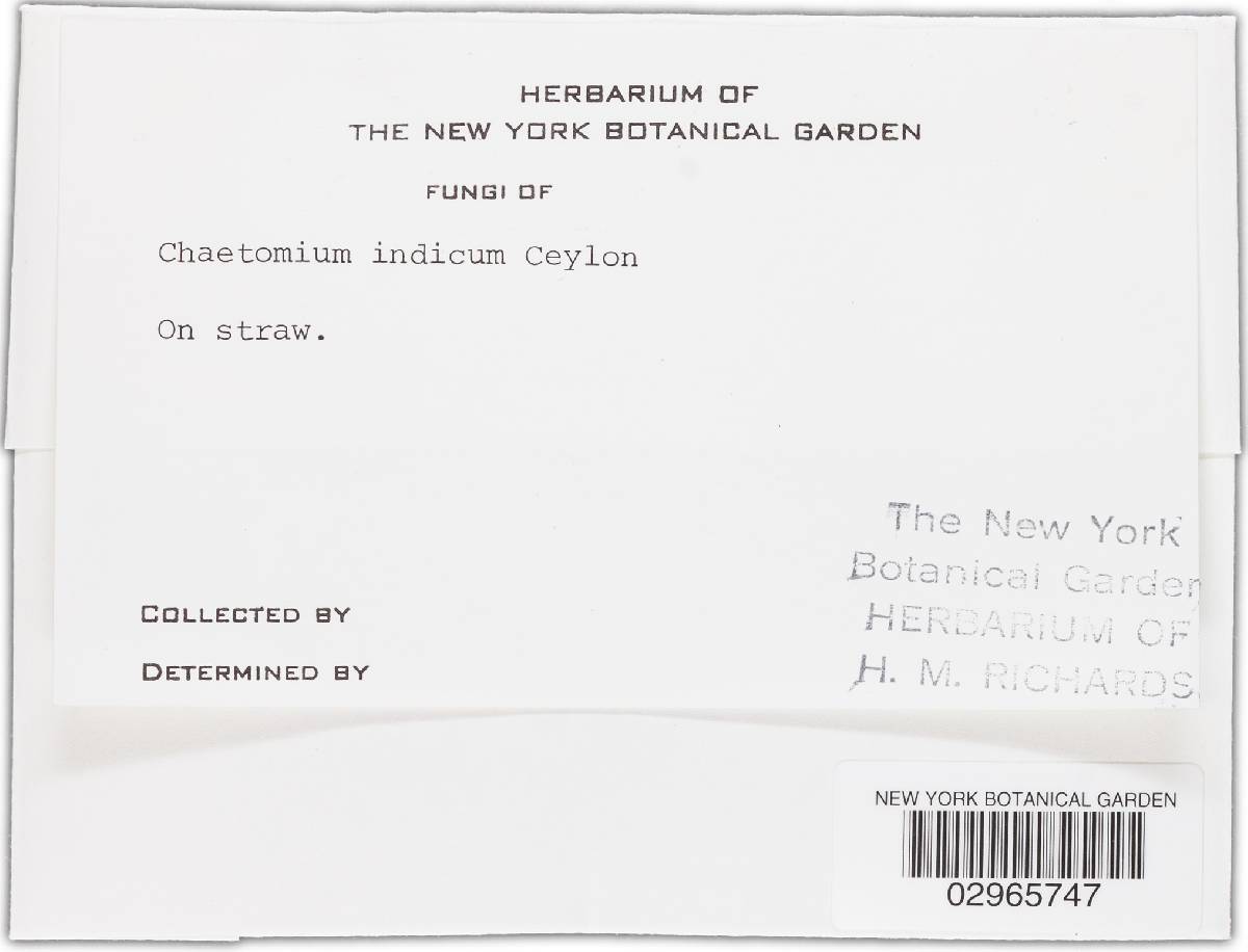 Chaetomium indicum image