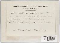 Stictis sphaeroboloidea image