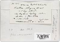 Didymascella thujina image