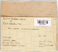 Didymascella thujina image