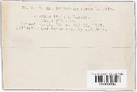 Didymascella thujina image