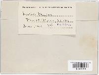 Didymascella thujina image