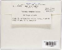 Didymascella thujina image