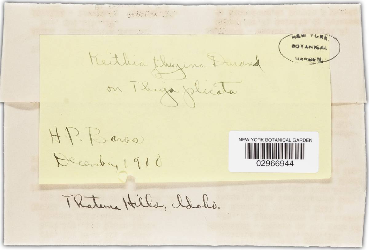 Didymascella thujina image