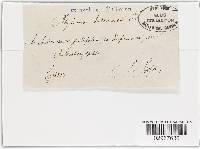 Rhytisma andromedae image