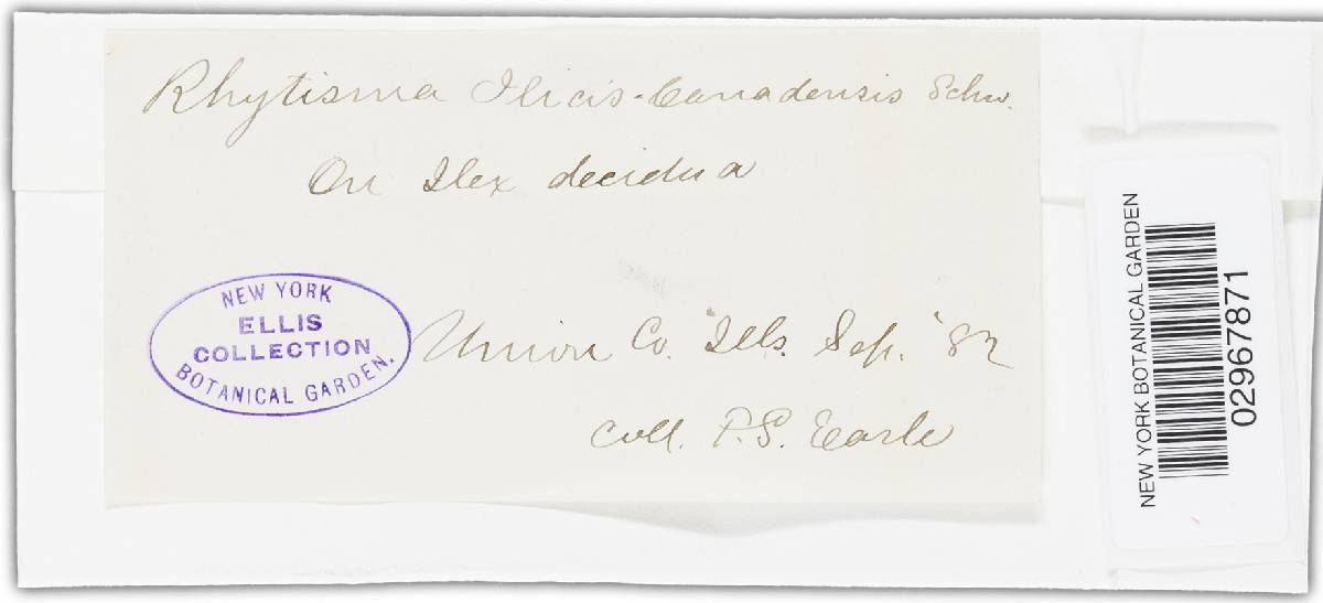 Rhytisma ilicis-canadensis image