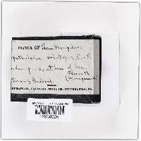 Spathularia velutipes image