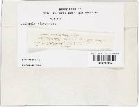 Cudonia circinans image