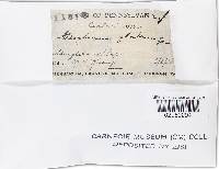 Geoglossum glabrum image