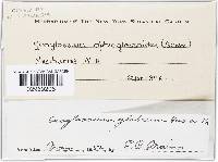 Geoglossum glabrum image