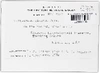 Geoglossum glabrum image