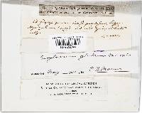 Geoglossum glabrum image