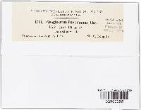 Thumbnail image of current specimen