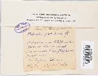 Mitrula paludosa image