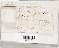 Spathularia velutipes image