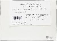 Trichoglossum hirsutum image