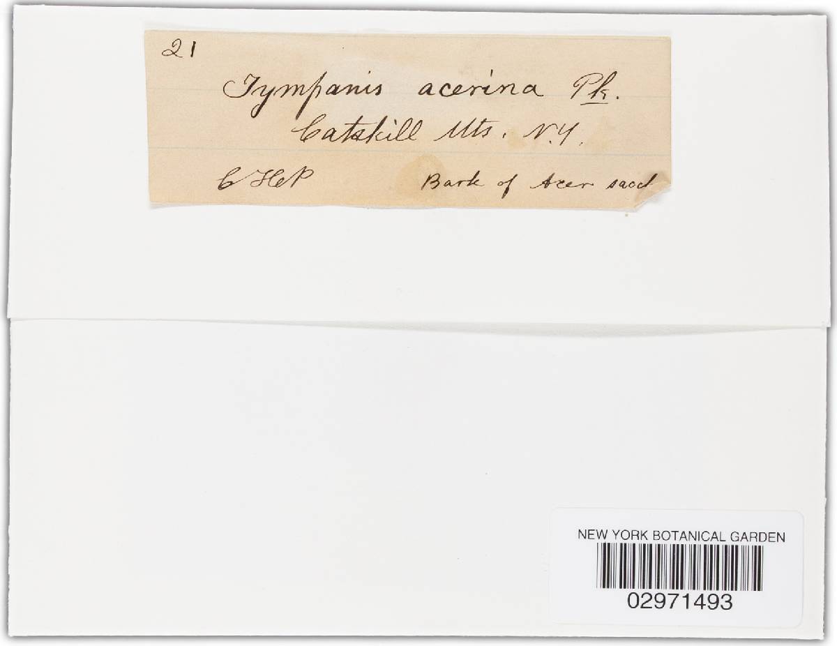 Dermea acerina image