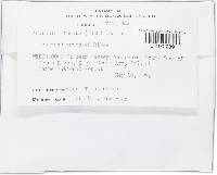 Godronia lobata image