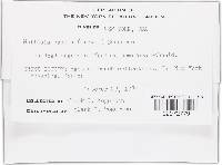 Mollisia caesia image