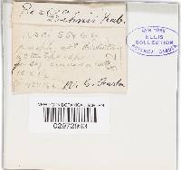 Mollisia dehnii image