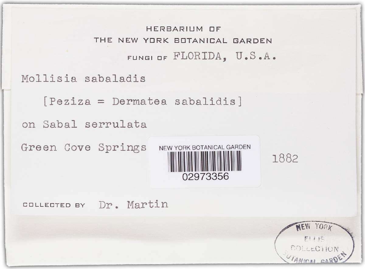 Mollisia sabalidis image