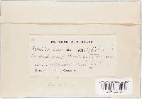 Patellea suecica image