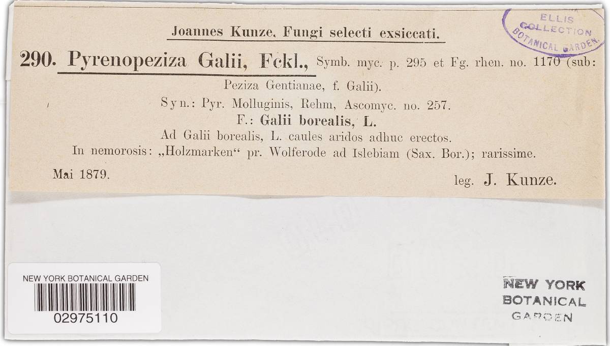 Pyrenopeziza galii image