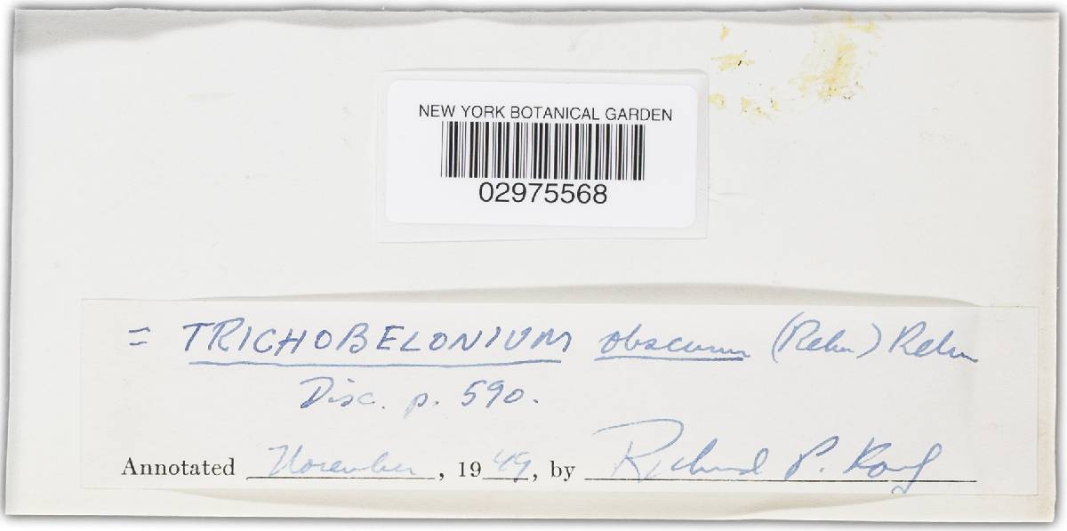 Belonopsis obscura image