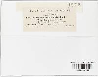 Vibrissea turbinata image