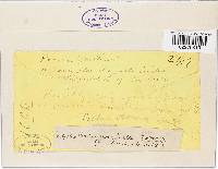 Orbilia coccinella image