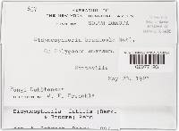 Didymosphaeria futilis image