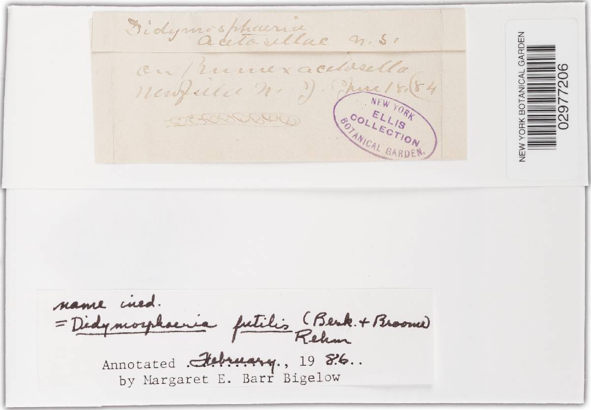 Didymosphaeria futilis image