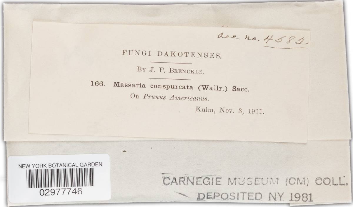 Massaria conspurcata image