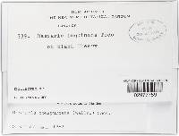 Massaria conspurcata image