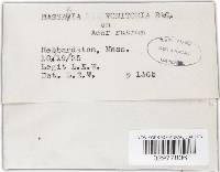 Massaria vomitoria image