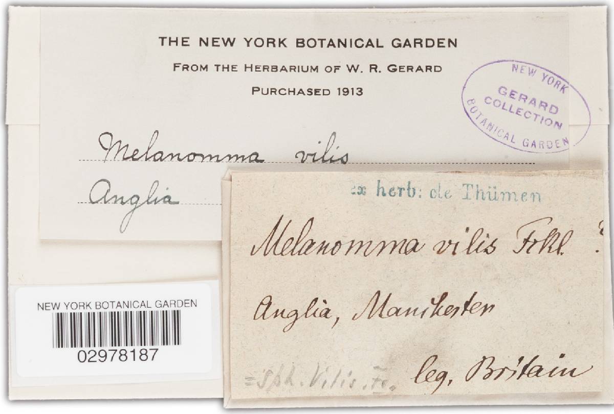 Melanomma vile image