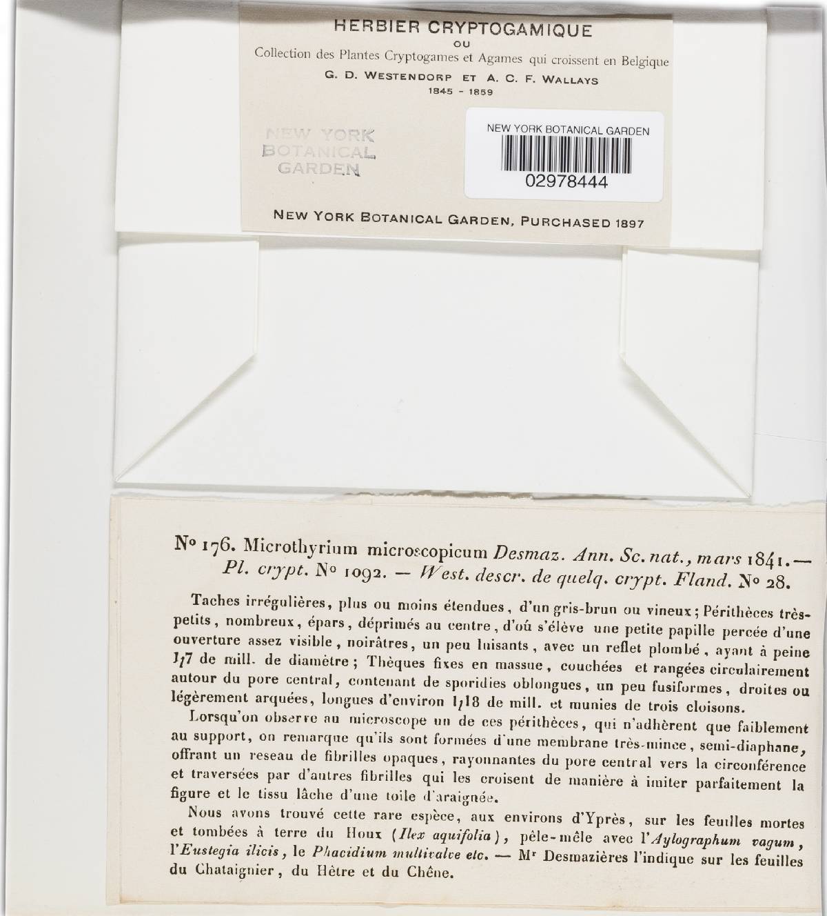 Microthyrium microscopicum image