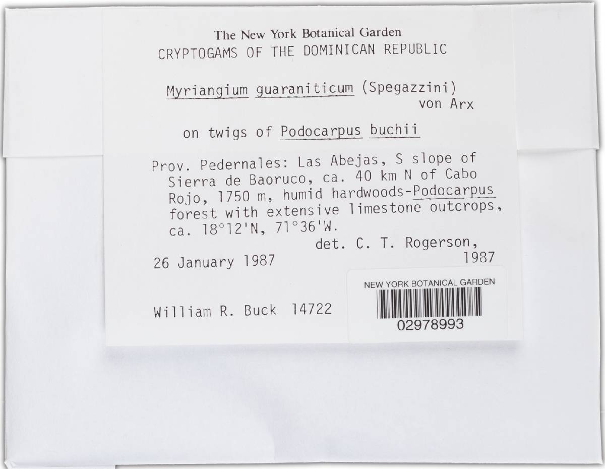 Myriangium guaraniticum image
