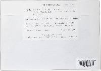 Didymopeltis pini image