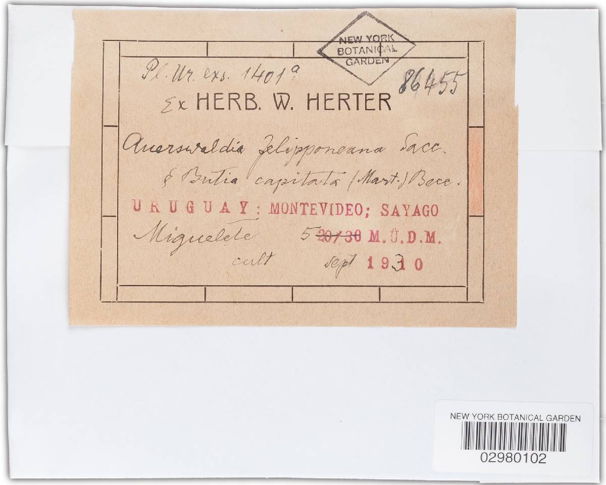 Auerswaldia felipponeana image