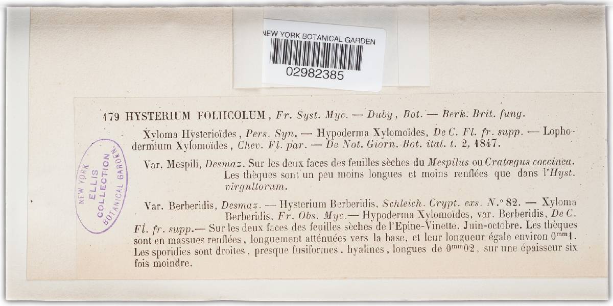 Hysterium foliicola image