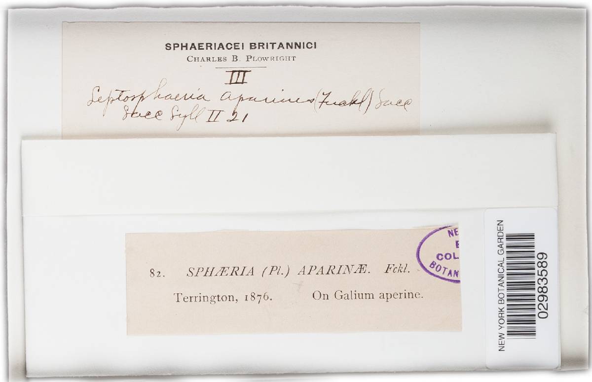 Leptosphaeria aparines image