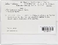 Thumbnail image of current specimen