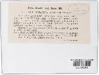 Leptosphaeria ischaemi image