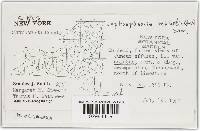 Leptosphaeria michotii image
