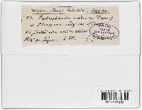 Leptosphaeria modesta image